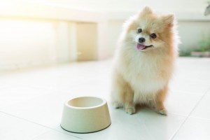 日本初 栄養満点 ふやかしてまぜるだけの簡単手づくり犬用料理キット Kit Eat Luline Magazine