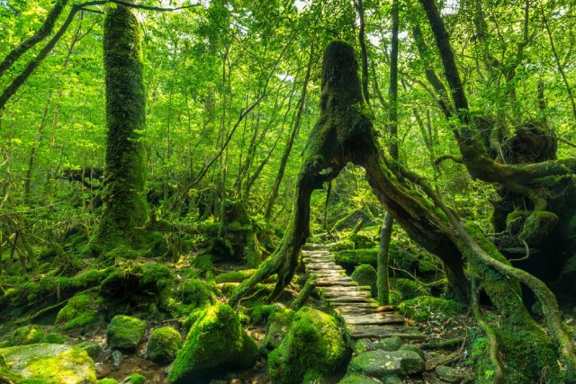 鹿児島県にある杉の木の林道